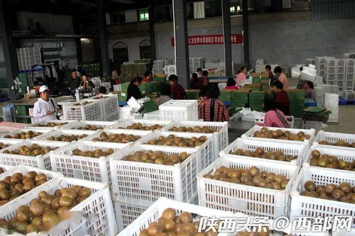 數字時代下的周至獼猴桃 科技與農業的完美融合